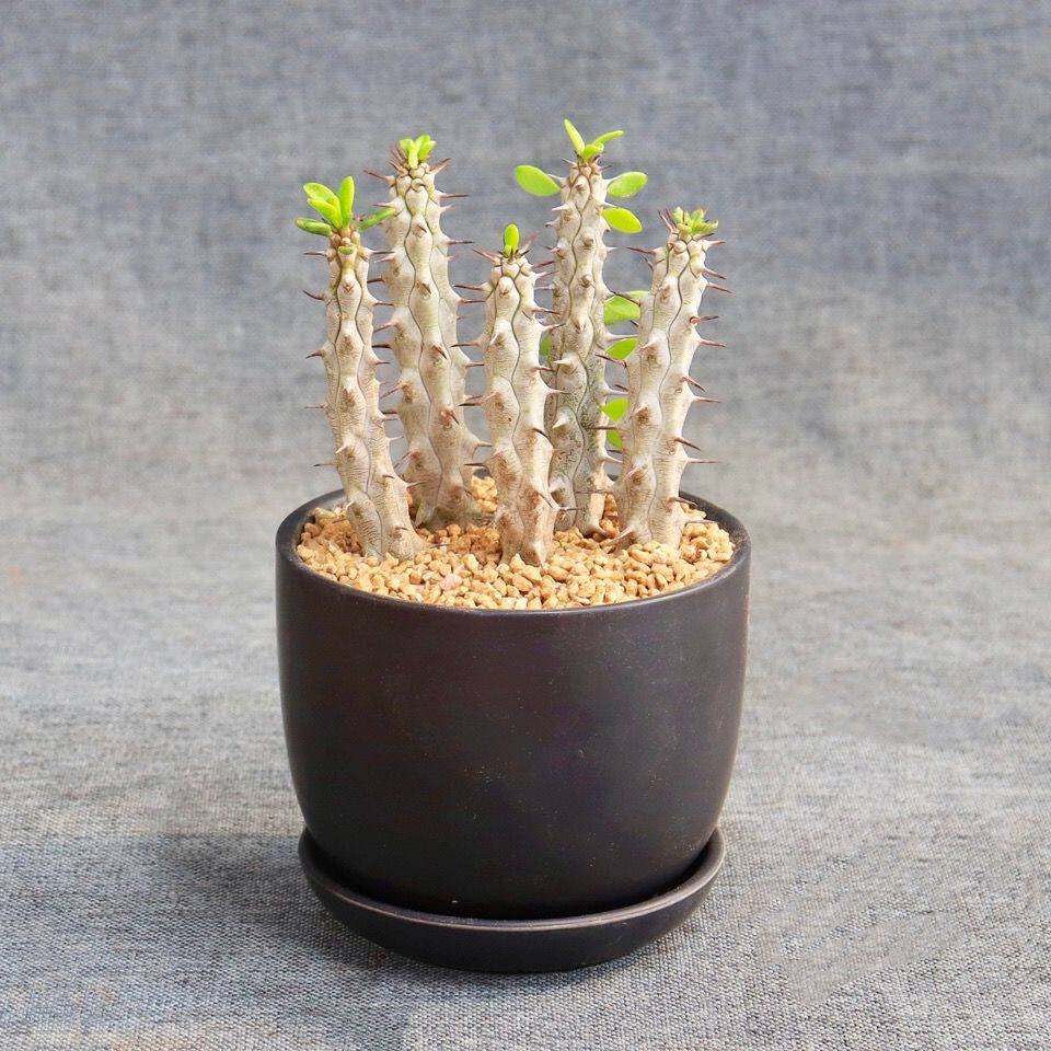 亚龙地狱魔针龙树仙人掌稀有带刺绿植多肉植物多肉植物