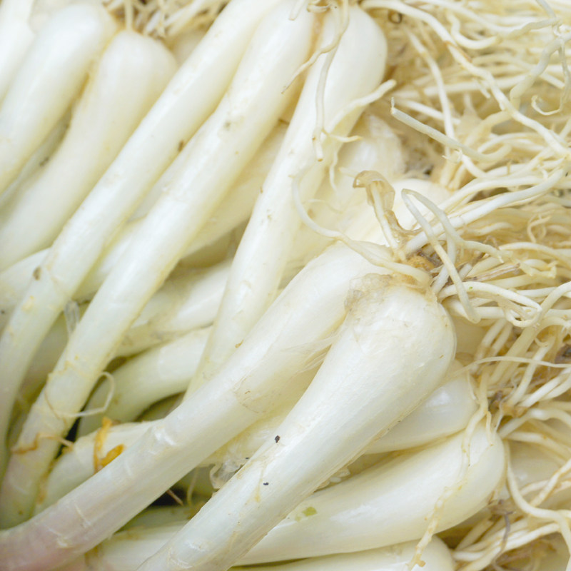 新鲜批发蕌头包炒菜白小蒜挖荞发现整箱5斤蔬菜其它