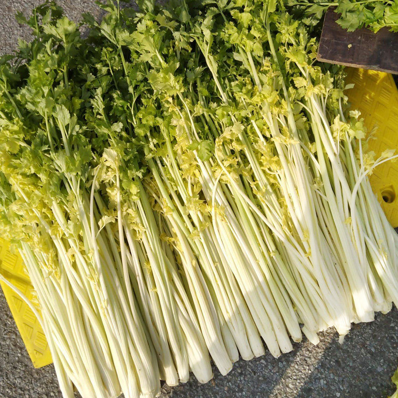 芹菜章丘嫩心新鲜特级精品礼盒盒装实心蔬菜其它