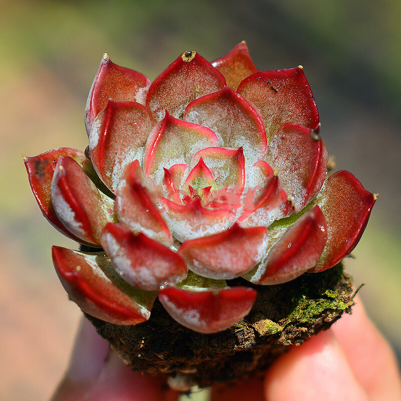 暗冰多肉一物一拍群生老桩组合盆栽含盆带土包多肉植物