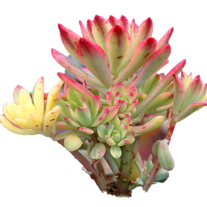 锦多叮当肉小铃铛植物红稚莲锦多肉老桩群生多肉植物