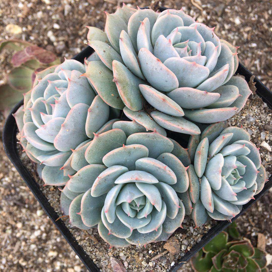 雪域巴黎多肉植物老桩群生组合盆栽清仓包邮多肉植物