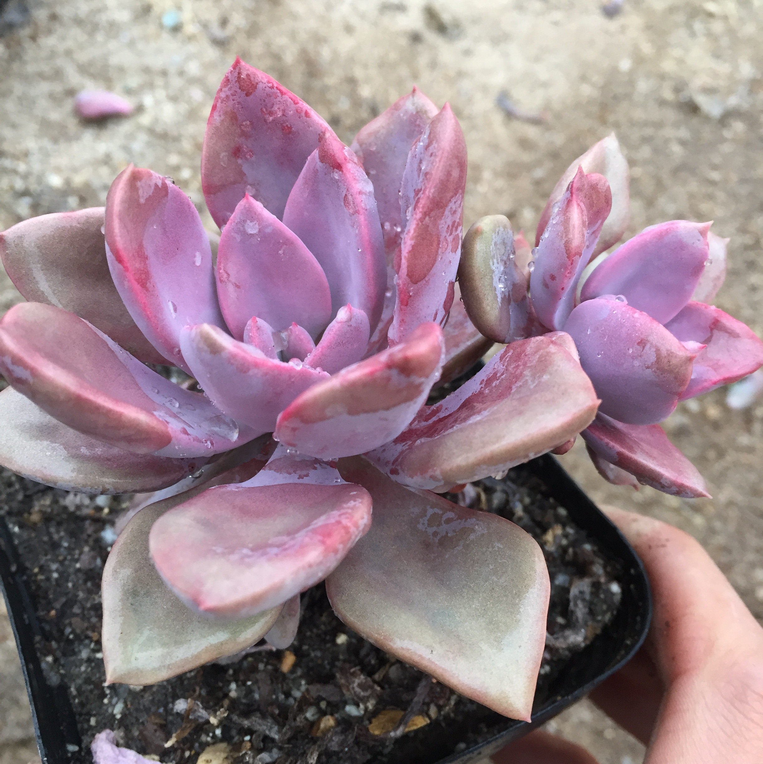 黛比多肉老桩一物一拍群生多头组合盆栽含盆带土多头清仓包邮室内