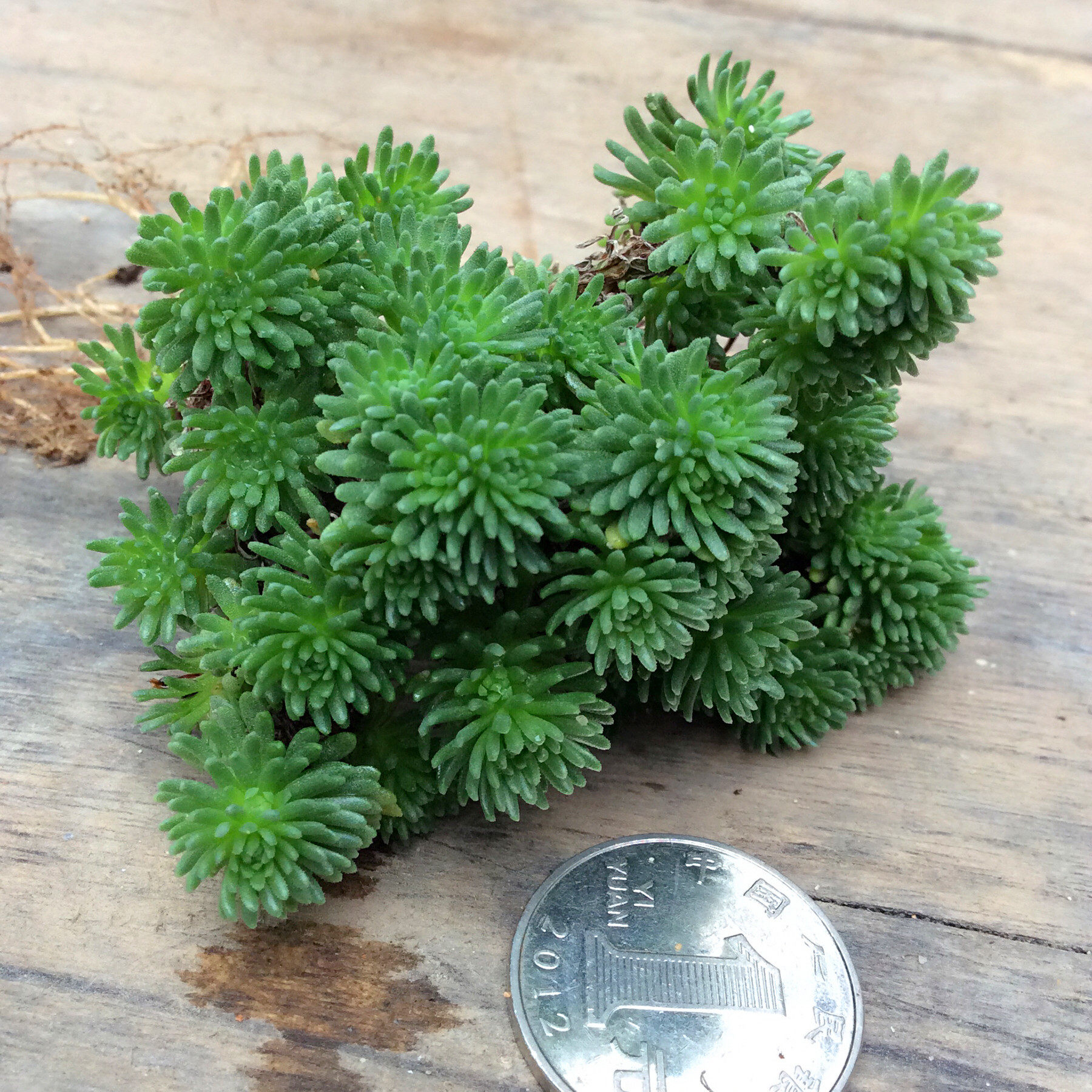 球松多肉老桩包一物一拍超大盆景群生多头绿植多肉植物