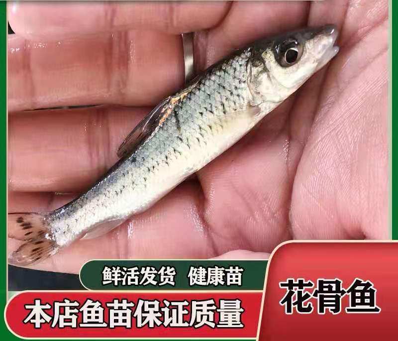 鱼苗花骨淡水养殖好养小鱼原生原生活活体鱼土鱼