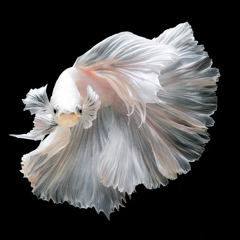 泰国斗鱼半月将军马尾狮王观赏鱼活体鱼