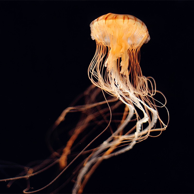 水母星海活物中大型观赏活体海洋馆人工繁殖冷水其它水族宠物