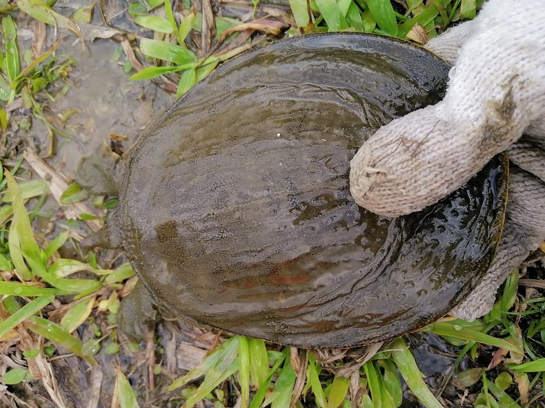 广东鲜活甲鱼鱼水鱼散食用水产大甲包邮活甲鱼