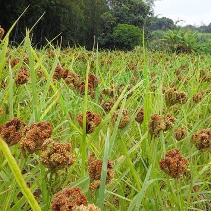 广西栗广杂粮鸡爪粟穇粟米拳头特产小米农家小米
