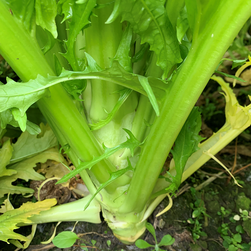 四川新鲜菜苔棒棒菜 青菜青芥菜生棒菜蔬菜脑壳菜菜头5斤新货包邮