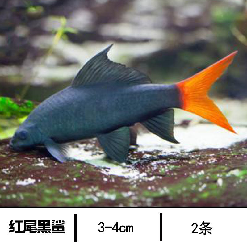 彩红鲨红尾粉红热带鱼观赏鱼底层淡水小型银鲨鱼群鱼