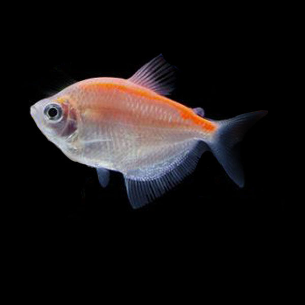 彩裙彩虹鱼彩旗热带鱼观赏鱼活体鱼苗新手游鱼淡水鱼