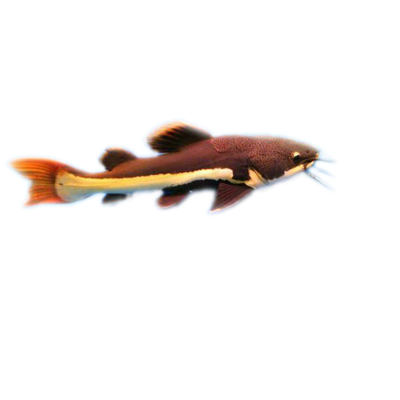 招财猫狗仔热带鱼观赏鱼大型底层凶猛猛鱼淡水鱼可混鱼