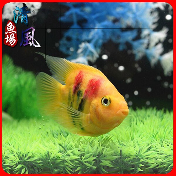 梅花鹦鹉鱼热带鱼观赏鱼活体大型淡水鱼水族宠物包活鱼