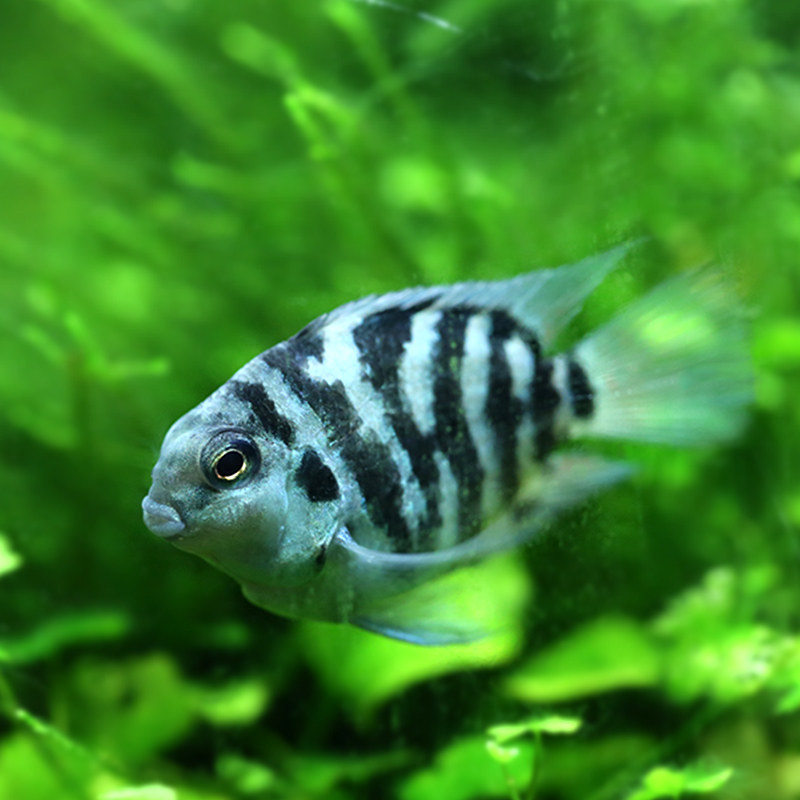 鹦鹉迷你宝蓝白金鹦鹉鱼短鲷小型活体热带淡水鱼鱼