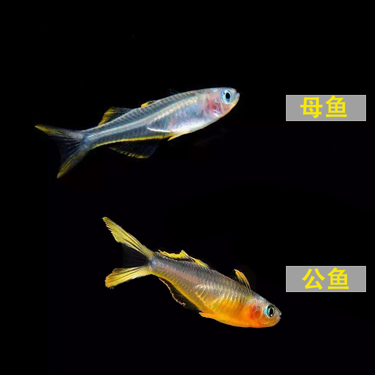 燕子鱼分辨公母图解图片