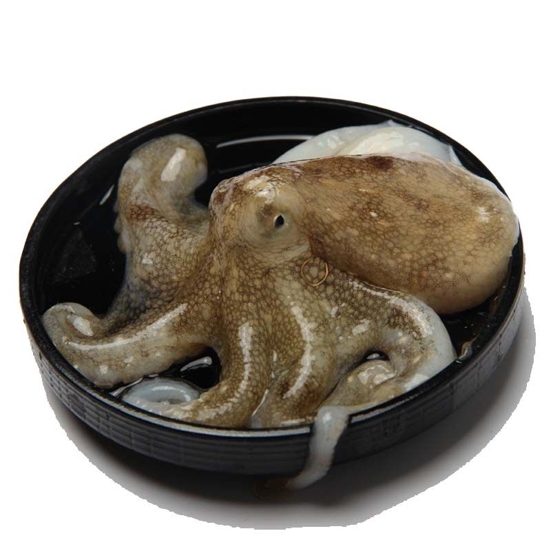 青岛本地野生鲜活八爪鱼八带章鱼海鲜水产3斤冷冻章鱼