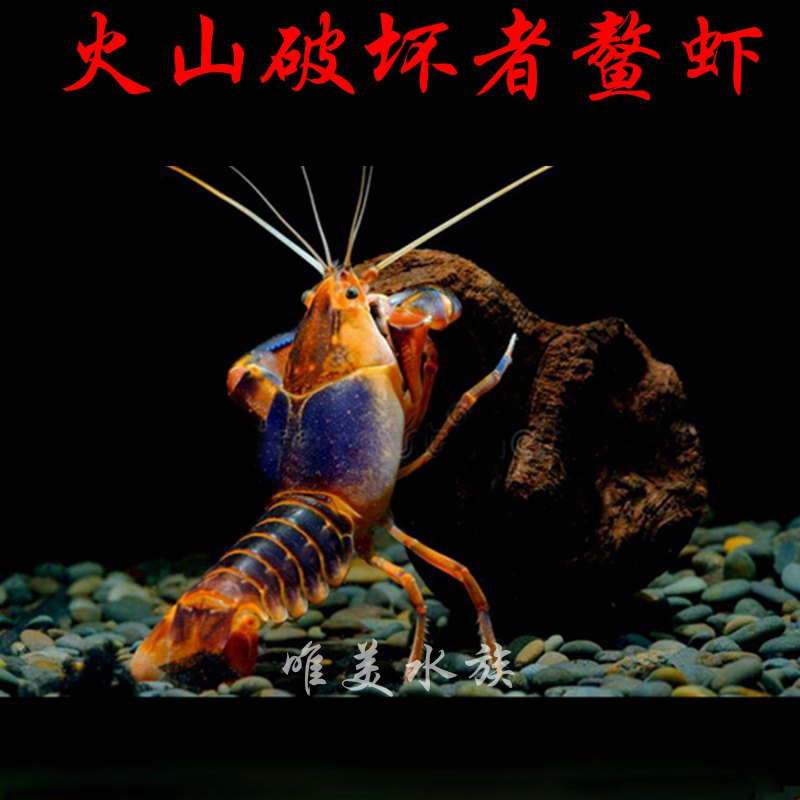 火山破坏者鳌虾观赏虾活体淡水冷水虾天空蓝魔虾小龙虾苗水族宠物