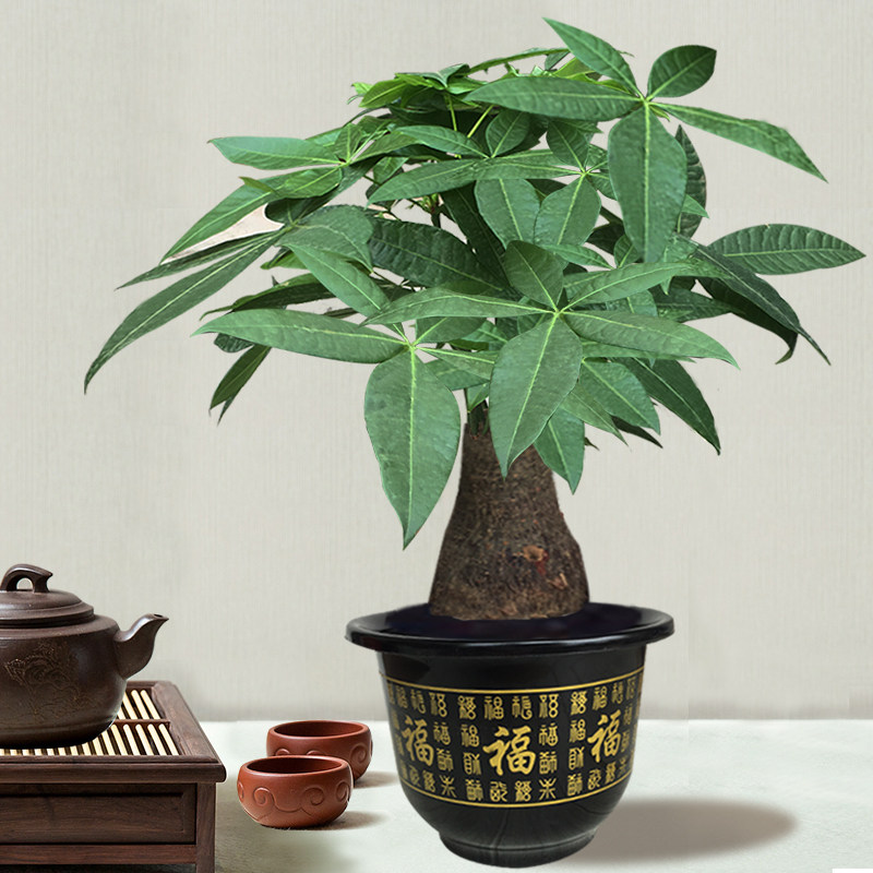 大型发财树客厅室内盆栽大盆盆景四季常青植物大型绿植