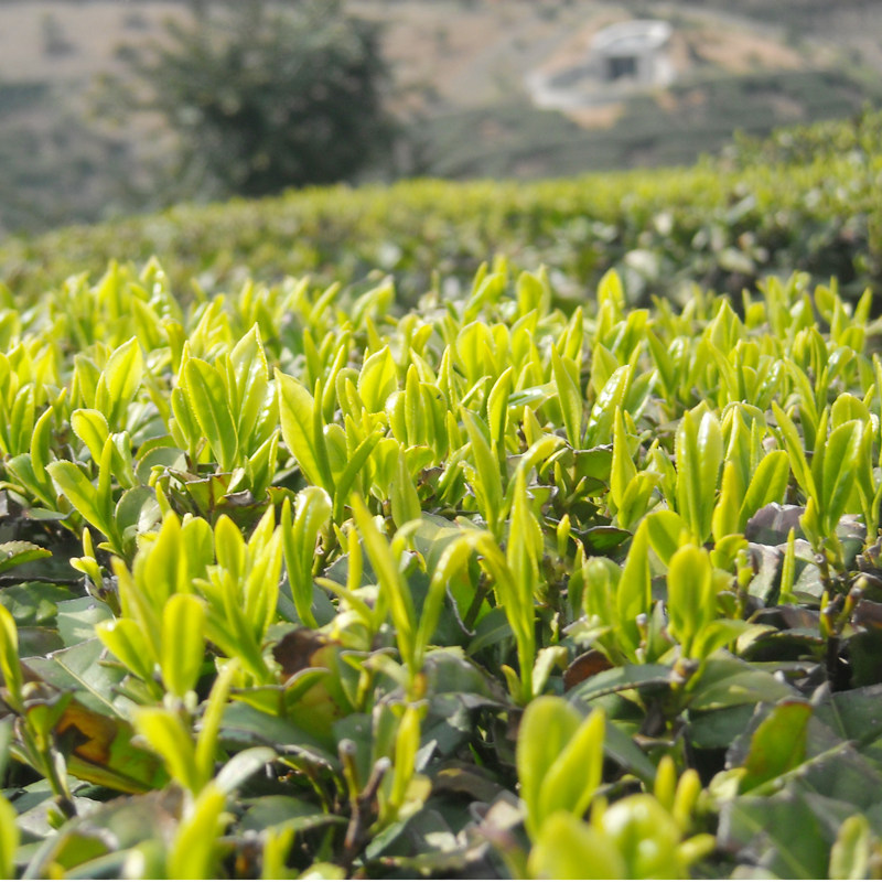 诸暨名茶斯宅高山茶叶明前新茶剑石笕茶农家特色产区绿茶