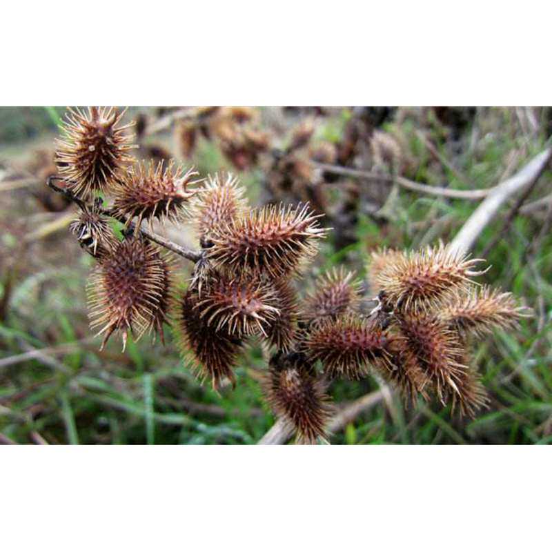 野生苍耳子中药材2斤带刺毛苍耳种子苍棵子荆棘狗老苍子泡脚鼻