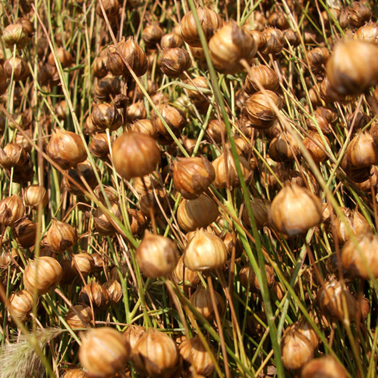 2019农家自产新鲜胡麻籽亚麻籽胡麻种子老品种非转基因胡麻 1斤