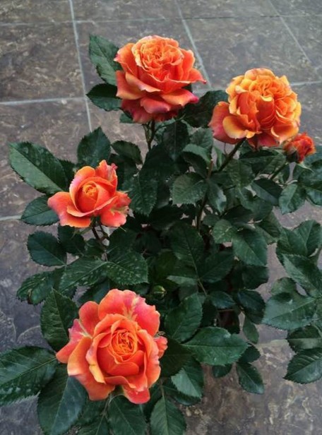 阳台微月丹麦永恒系列永远远的喀麦隆月季花大花空气净化剂