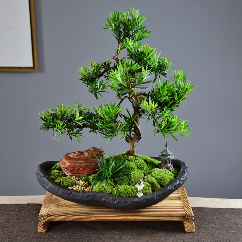 罗汉松老桩盆栽大盆观赏植物室内客厅办公室庭院绿植