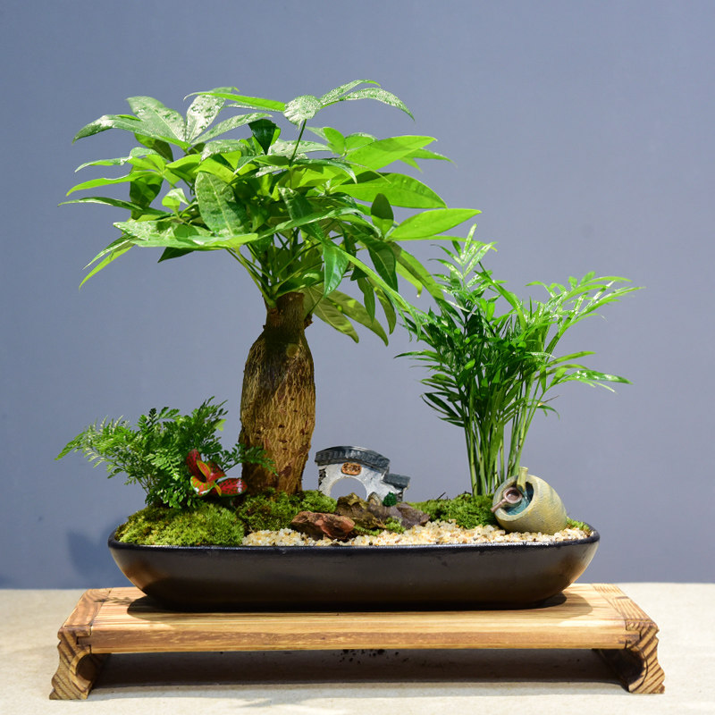 招财树发财树盆栽植物室内大盆盆景四季常青办公绿植