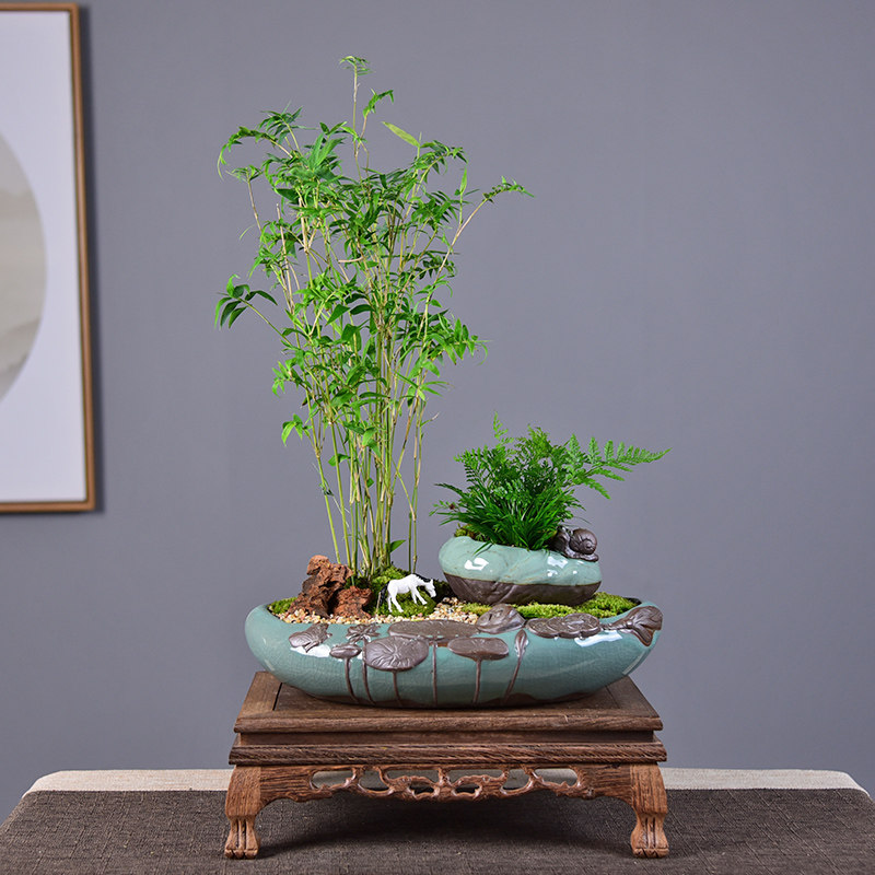 米竹凤尾盆栽竹子盆景观赏室内客厅办公室桌面绿植