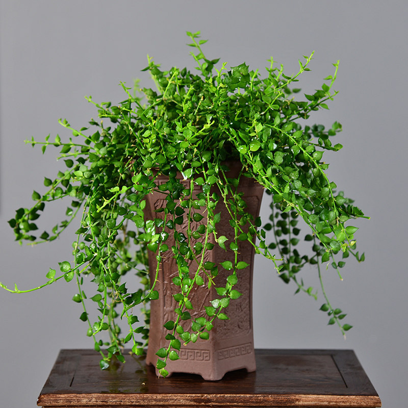 百万万心吊兰植物盆栽心心相印办公办公室室内阳台多肉植物