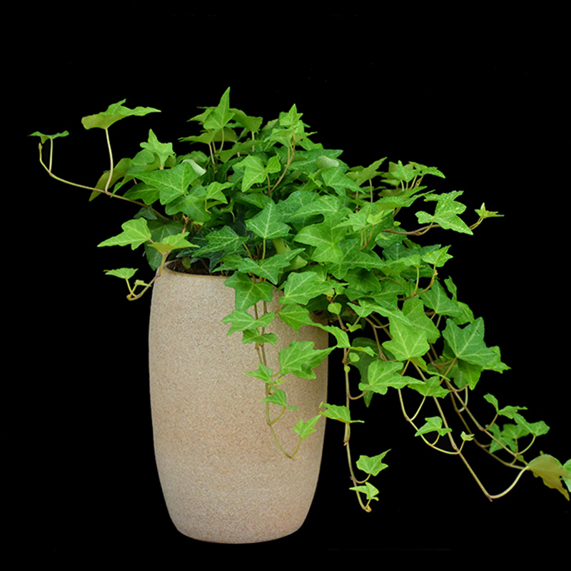常春藤盆栽万年青植物常青藤青叶吊兰常绿叶一帆风顺白掌室内绿植