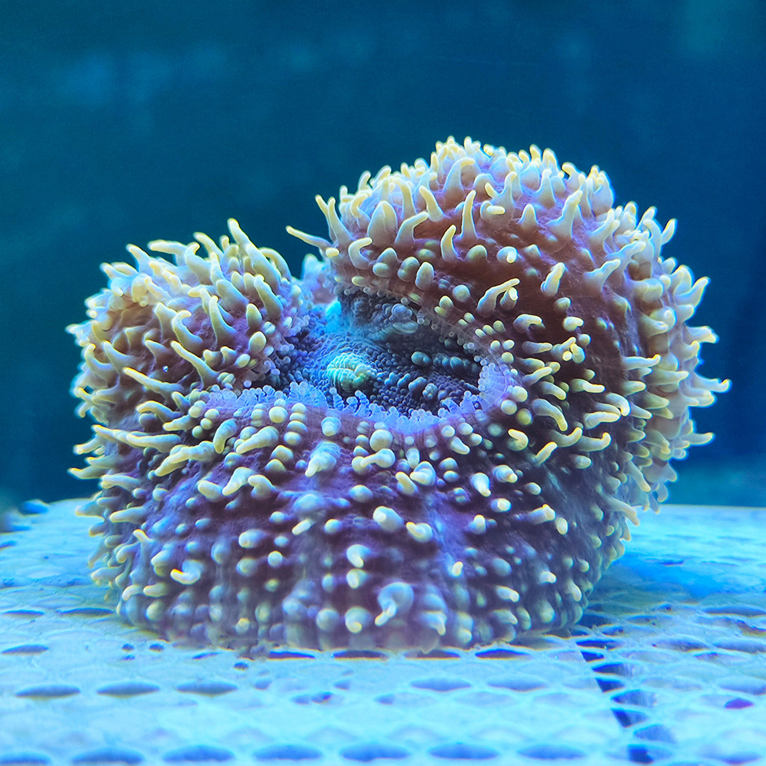 珊瑚黄金刺新手活体水缸海水易养试水软体多彩其它水族宠物