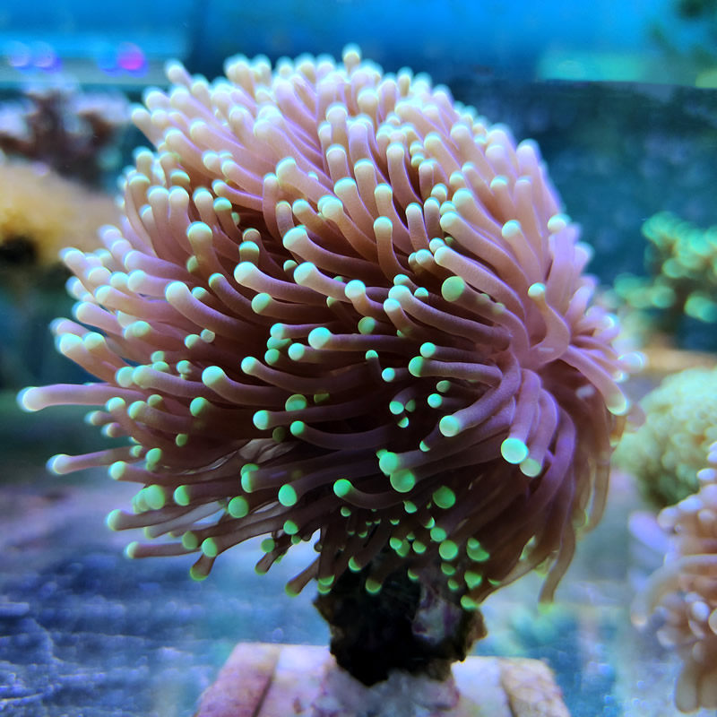 珊瑚精品火柴人工lps软体活体海水缸真叶其它水族宠物