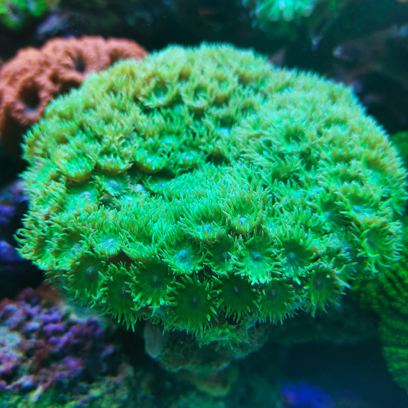 珊瑚圆盘人工lps活体软体断肢断枝茉莉花宝石花其它水族宠物