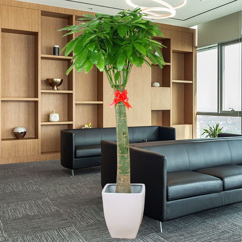 单干发财王大型大型发财树盆栽客厅办公室开业礼品大型绿植