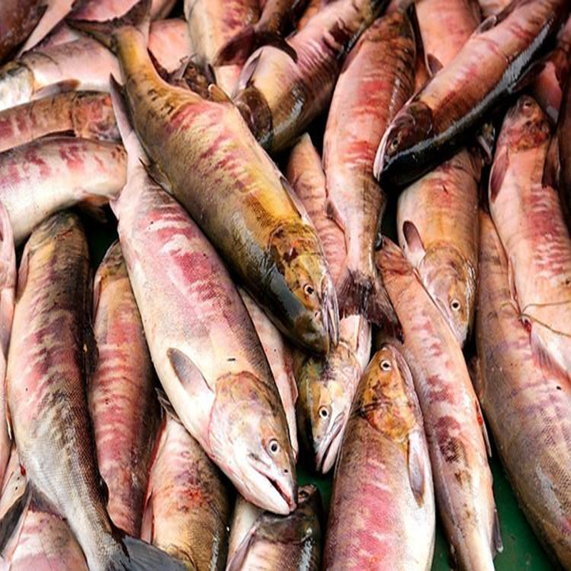 大马哈鱼新鲜整条包抚远特产冰鲜2019新鱼四斤装淡水鱼类