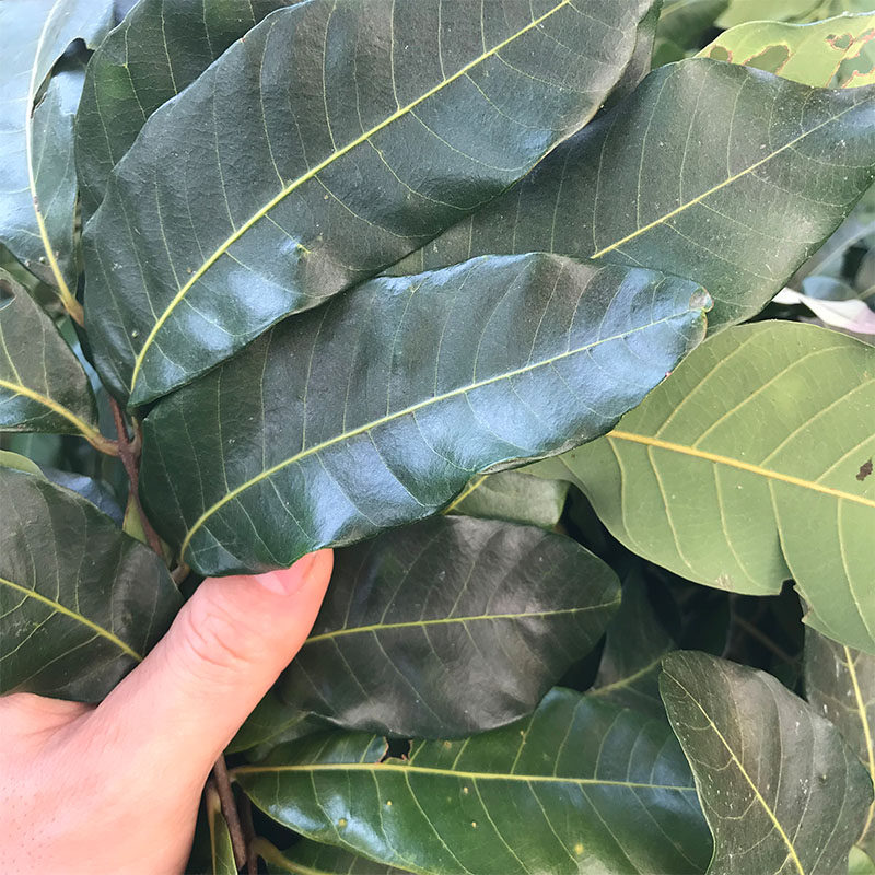 龙眼叶养龟原生态预防腐皮改善水质乌龟环境造景冲氧泵