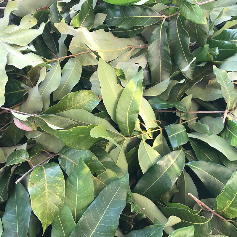 龙眼叶养龟原生态预防腐皮改善水质乌龟环境造景冲氧泵