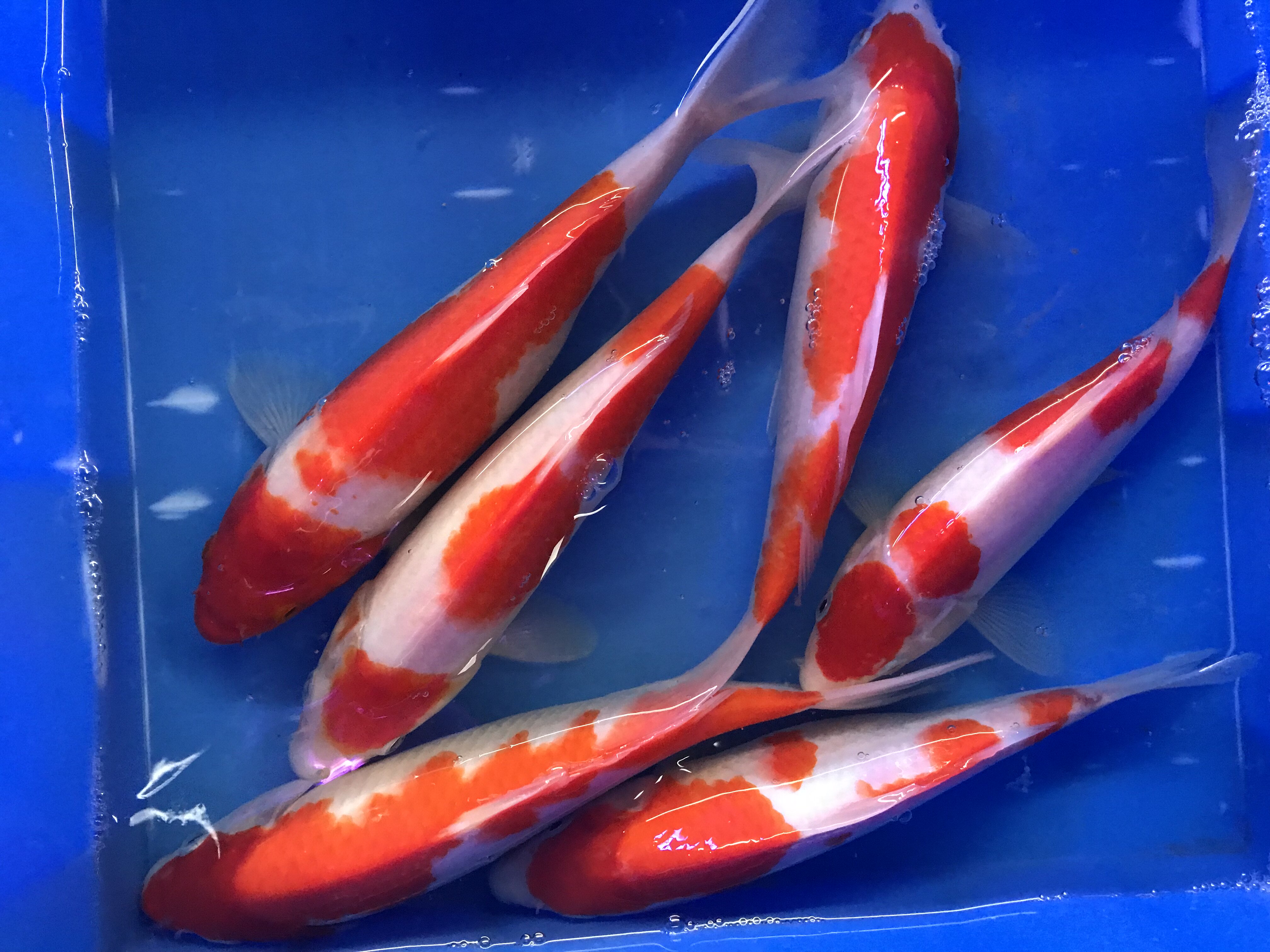 锦鲤鲤鱼活体日本纯种红白三色丹顶淡水观赏鱼鱼