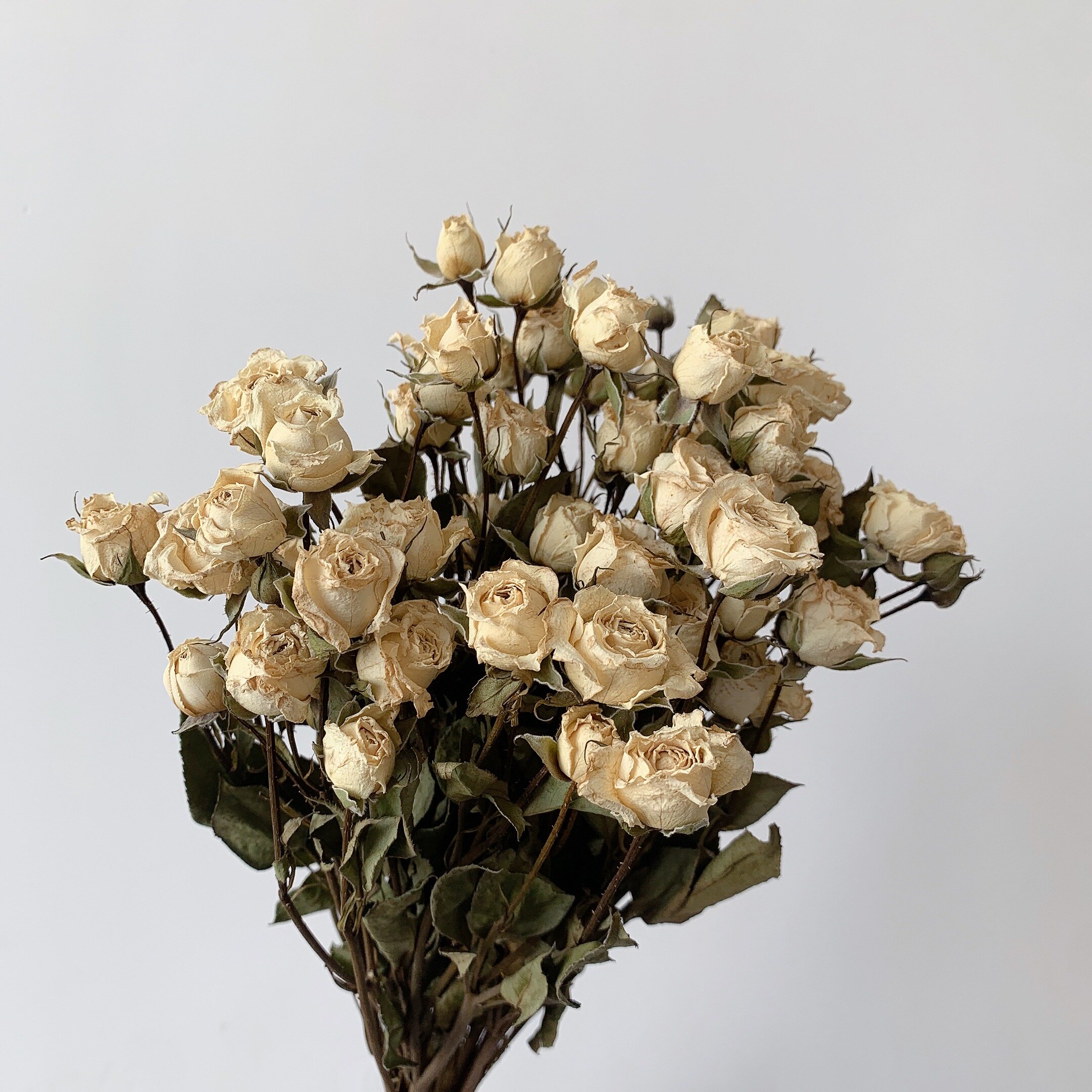 云南多头玫瑰泡泡蔷薇干花家居装饰摆件插花滴胶干花