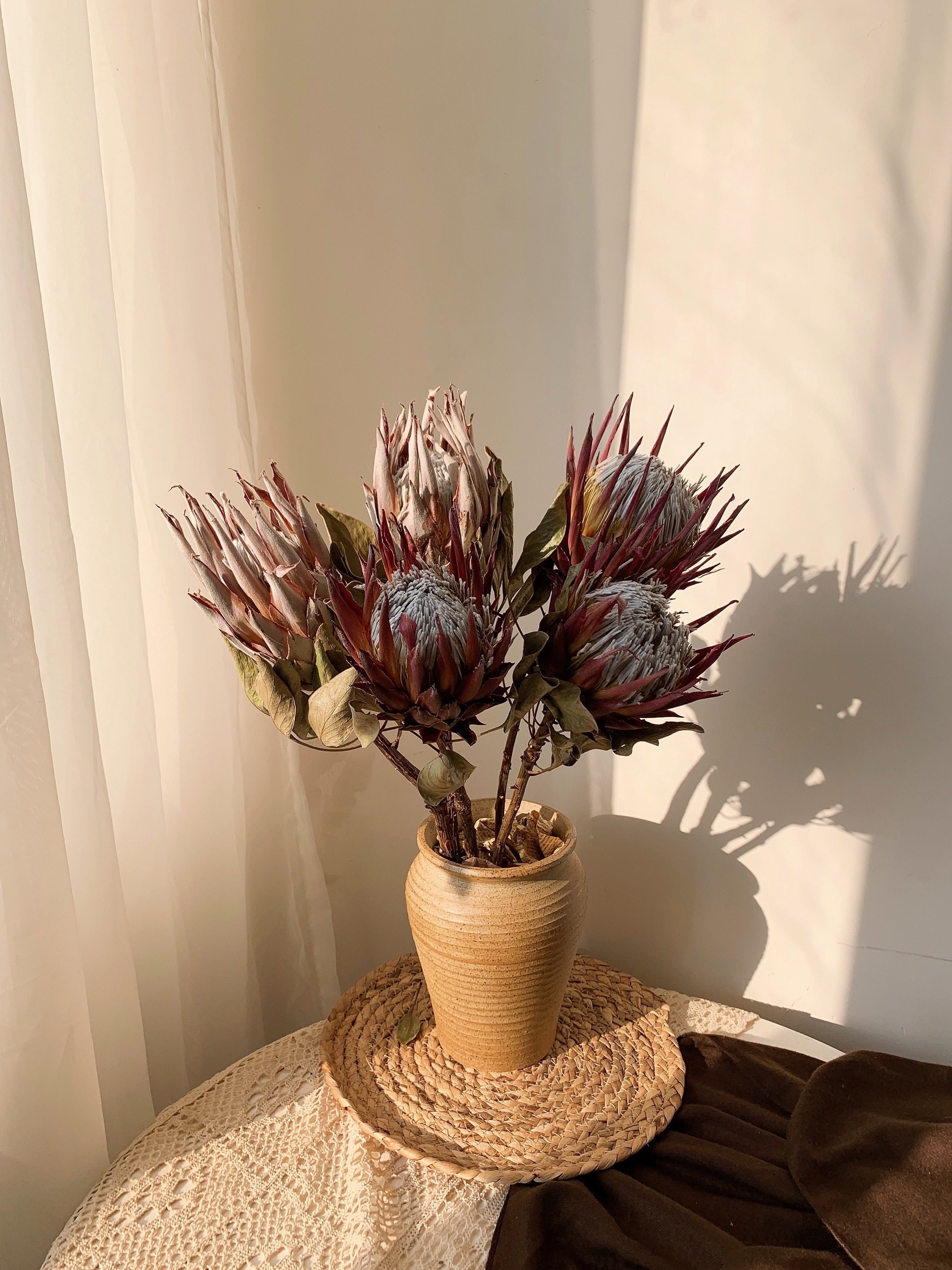 进口帝王公主花干花贝克斯插花高端花材宴会咖啡厅干花