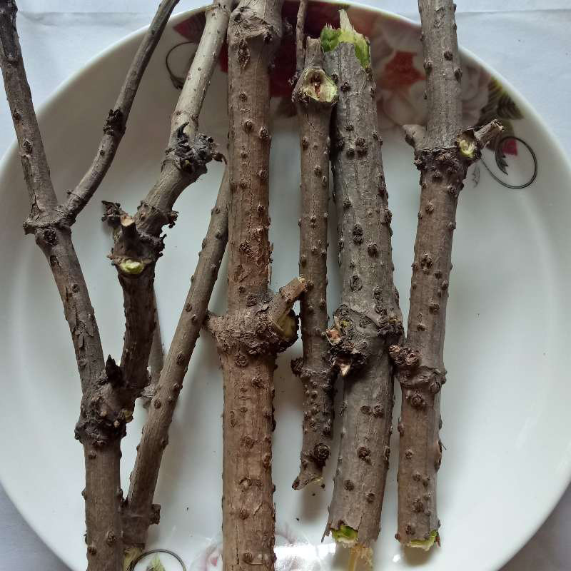 接骨活筋条顺筋条舒筋条陆英2斤装包其他药食同源食品