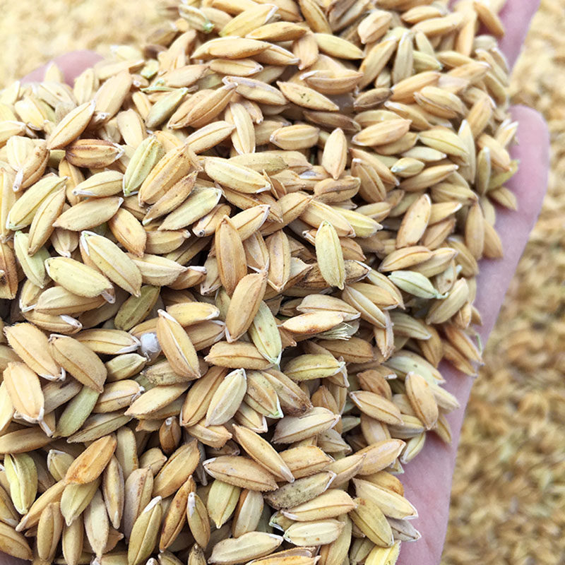 稻谷农家稻子带壳水稻鸡鸭鸽子宠物仓鼠饲料其它粮食