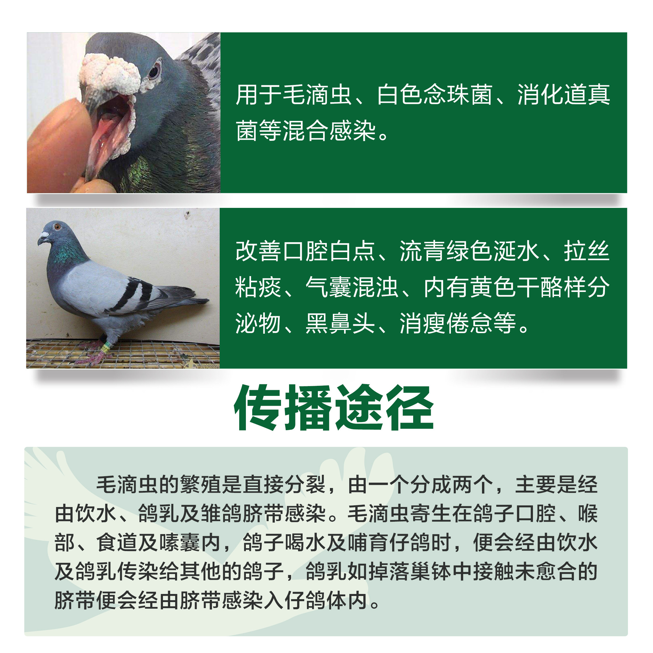 汉诺威鸽药优滴素口腔喉咙白点口黄毛滴虫专用品常见病鸽子药大全