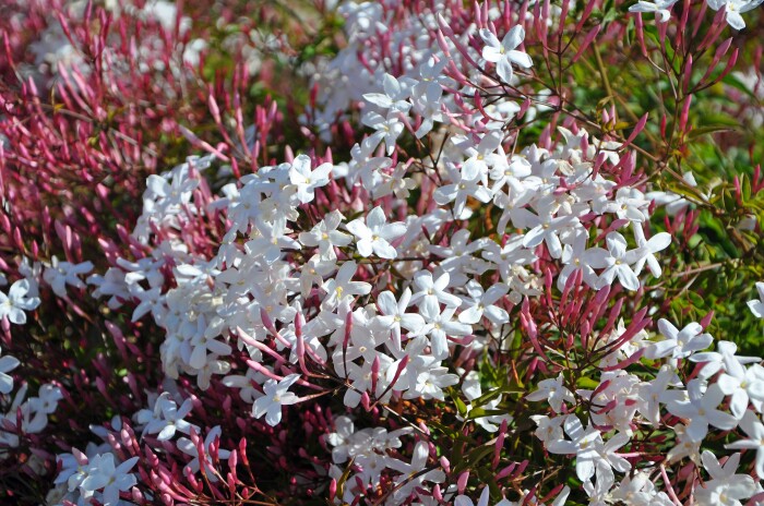 【嘉瑞】芳香常绿藤本 多花素馨 盆栽苗