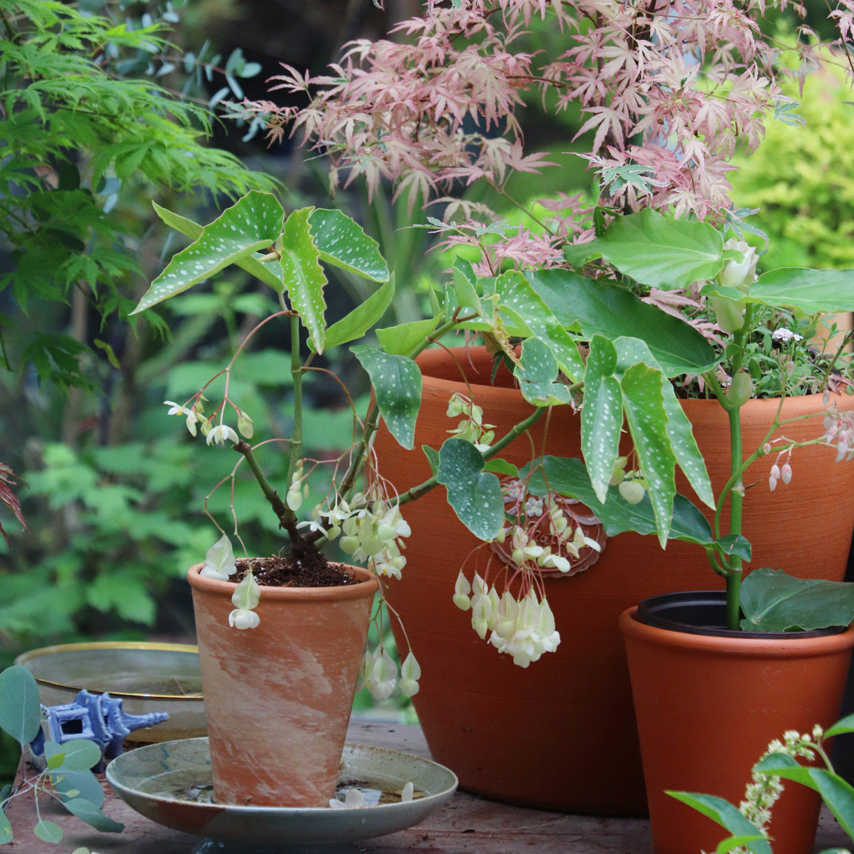 嘉瑞室内绿植竹节秋海棠鳟鱼盆栽时令草本花卉