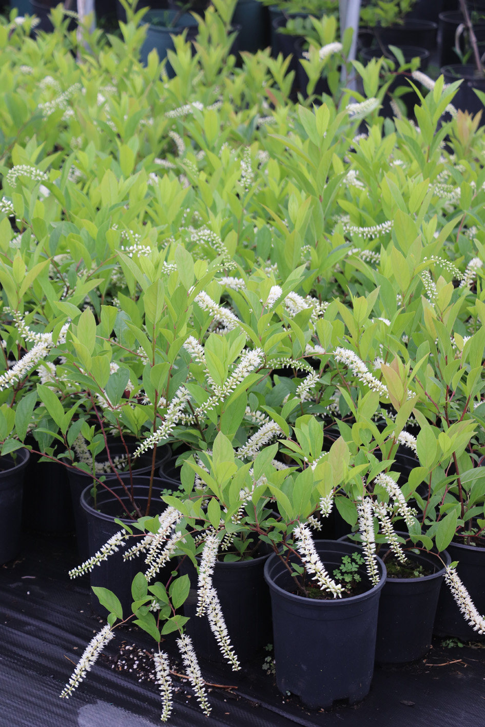 嘉瑞彩叶灌木荷兰鼠刺弗森虎耳盆栽时令草本花卉