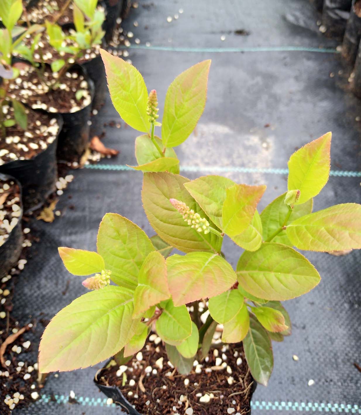 嘉瑞彩叶灌木荷兰鼠刺弗森虎耳盆栽时令草本花卉