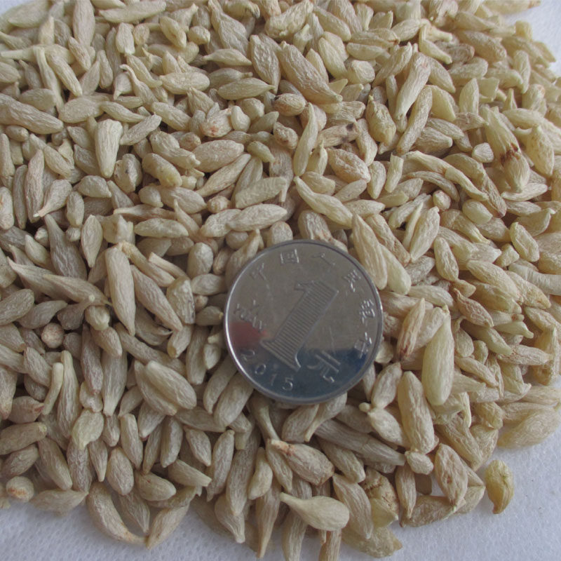 四川绵阳麦东产地直销无硫泡茶小颗颗粒麦冬麦冬